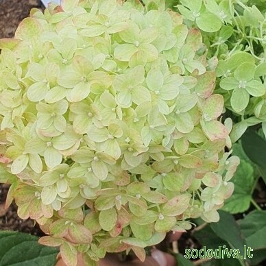 Hortenzija šluotelinė 'LITTLE LIME' 6 Hortenzija šluotelinė 'LITTLE LIME' 6