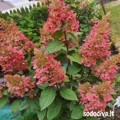 Hortenzija šluotelinė 'PINKY WINKY' Hortenzija šluotelinė 'PINKY WINKY'