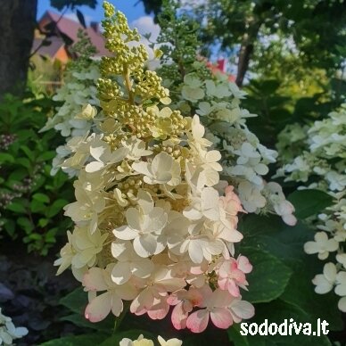 Hortenzija šluotelinė 'PINKY WINKY' 4 Hortenzija šluotelinė 'PINKY WINKY' 4
