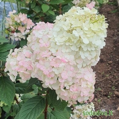 Hortenzija šluotelinė 'SUNDEA FRAISE' 2 Hortenzija šluotelinė 'SUNDEA FRAISE' 2