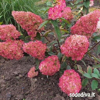 Hortenzija šluotelinė 'SUNDEA FRAISE' 1 Hortenzija šluotelinė 'SUNDEA FRAISE' 1