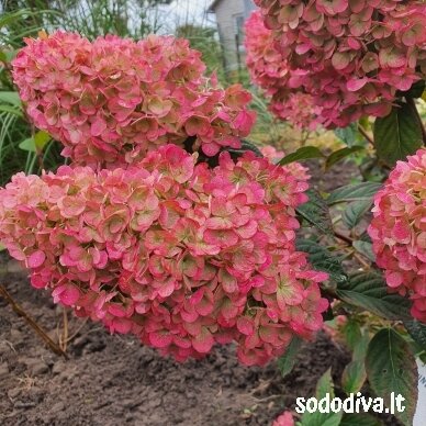 Hortenzija šluotelinė 'SUNDEA FRAISE' Hortenzija šluotelinė 'SUNDEA FRAISE'