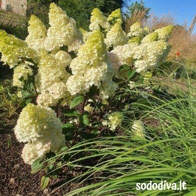 Hortenzija šluotelinė 'SUNDEA FRAISE' 8 Hortenzija šluotelinė 'SUNDEA FRAISE' 8
