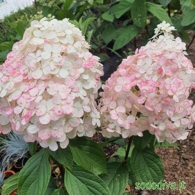 Hortenzija šluotelinė 'VANILLE FRAISE' 1 Hortenzija šluotelinė 'VANILLE FRAISE' 1