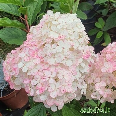 Hortenzija šluotelinė 'VANILLE FRAISE' 2 Hortenzija šluotelinė 'VANILLE FRAISE' 2