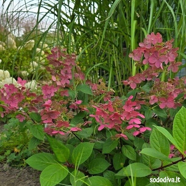 Hortenzija šluotelinė EARLY SENSATION ‘BULK‘ Hortenzija šluotelinė EARLY SENSATION ‘BULK‘