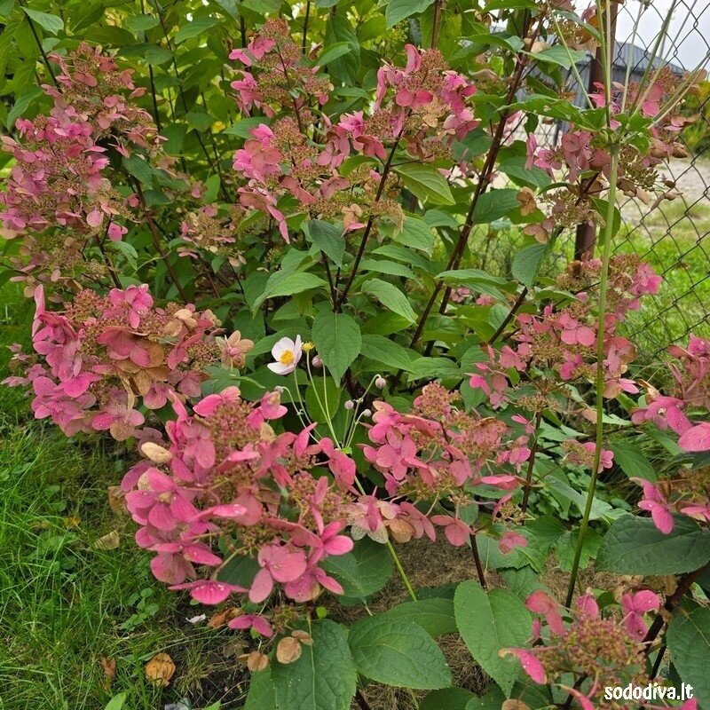 Hortenzija šluotelinė  ‘WIM‘S RED‘ 3