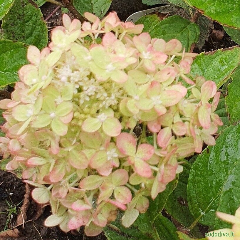 Hortenzija šluotelinė 'LITTLE LIME' 4