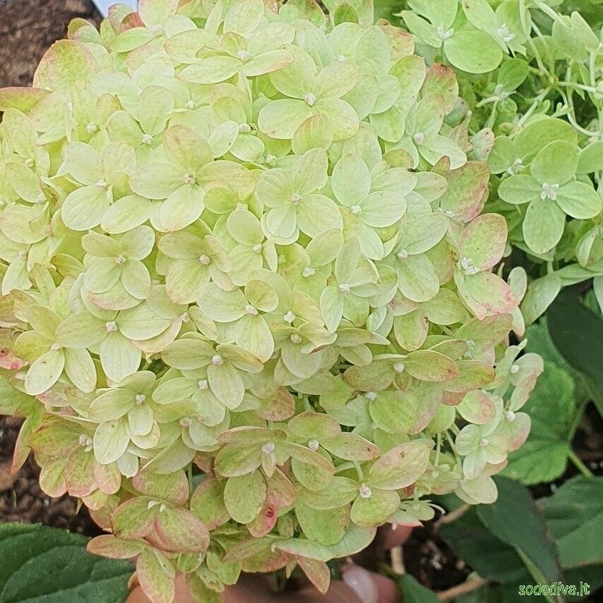 Hortenzija šluotelinė 'LITTLE LIME' 6 Hortenzija šluotelinė 'LITTLE LIME' 6