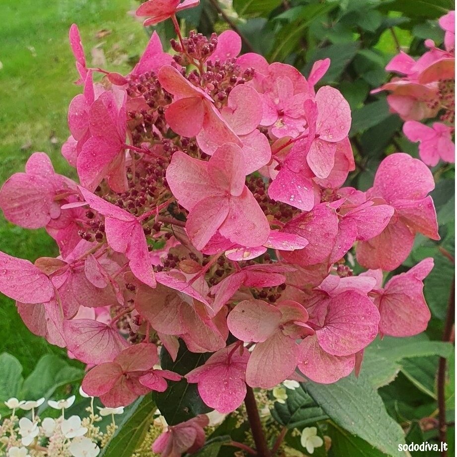 Hortenzija šluotelinė  ‘WIM‘S RED‘ 2