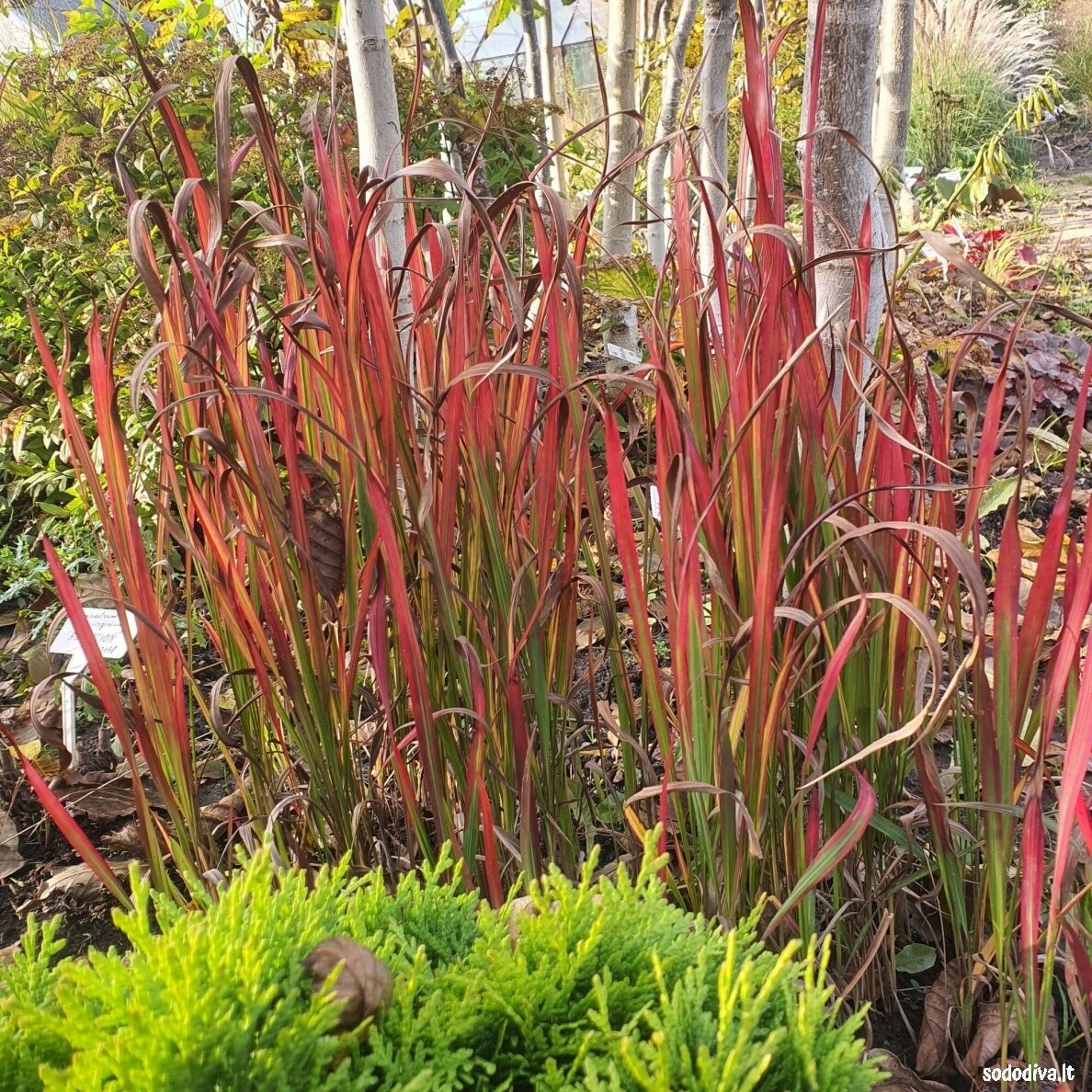 Imperata rytinė 'RED BARON' 1 Imperata rytinė 'RED BARON' 1