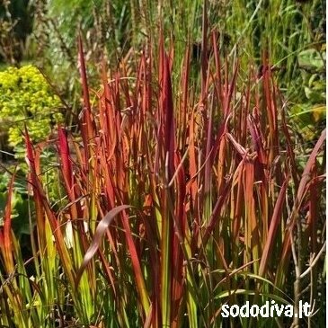 Imperata rytinė 'RED BARON' Imperata rytinė 'RED BARON'