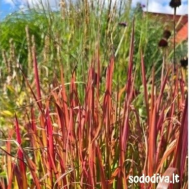 Imperata rytinė 'RED BARON' 3 Imperata rytinė 'RED BARON' 3