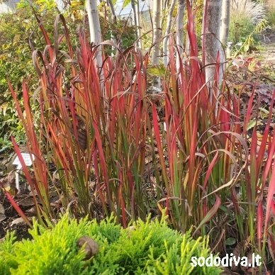 Imperata rytinė 'RED BARON' 1 Imperata rytinė 'RED BARON' 1