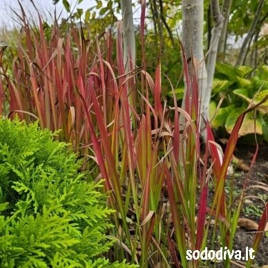 Imperata rytinė 'RED BARON' 2 Imperata rytinė 'RED BARON' 2