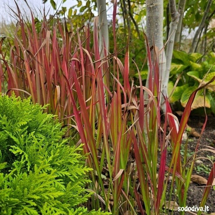 Imperata rytinė 'RED BARON' 2 Imperata rytinė 'RED BARON' 2