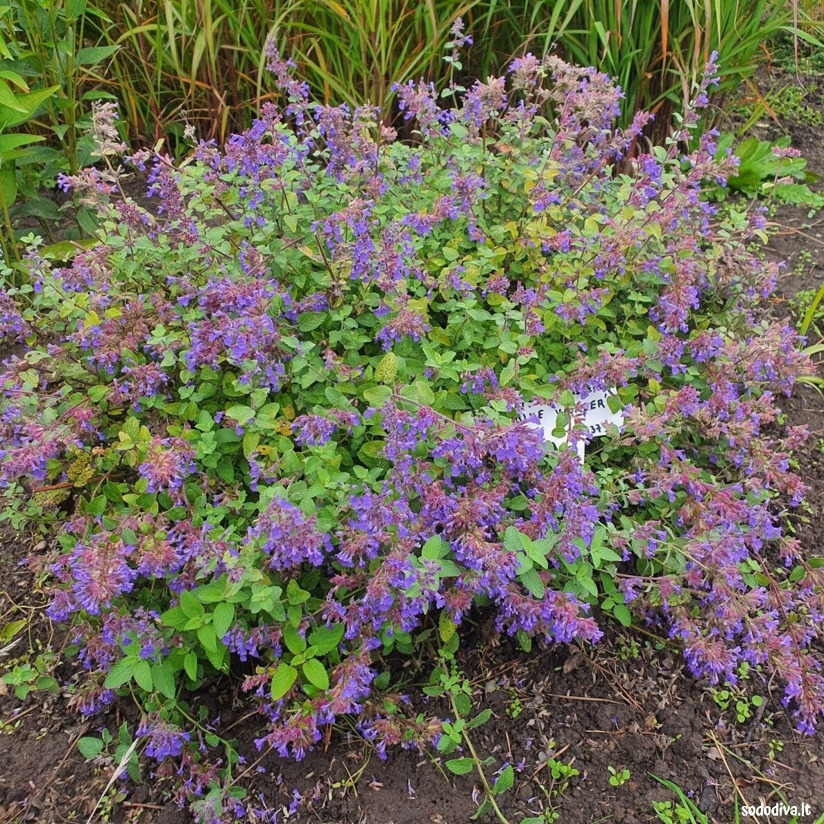 Katžolė ‘BLUE WONDER‘ 1 Katžolė ‘BLUE WONDER‘ 1