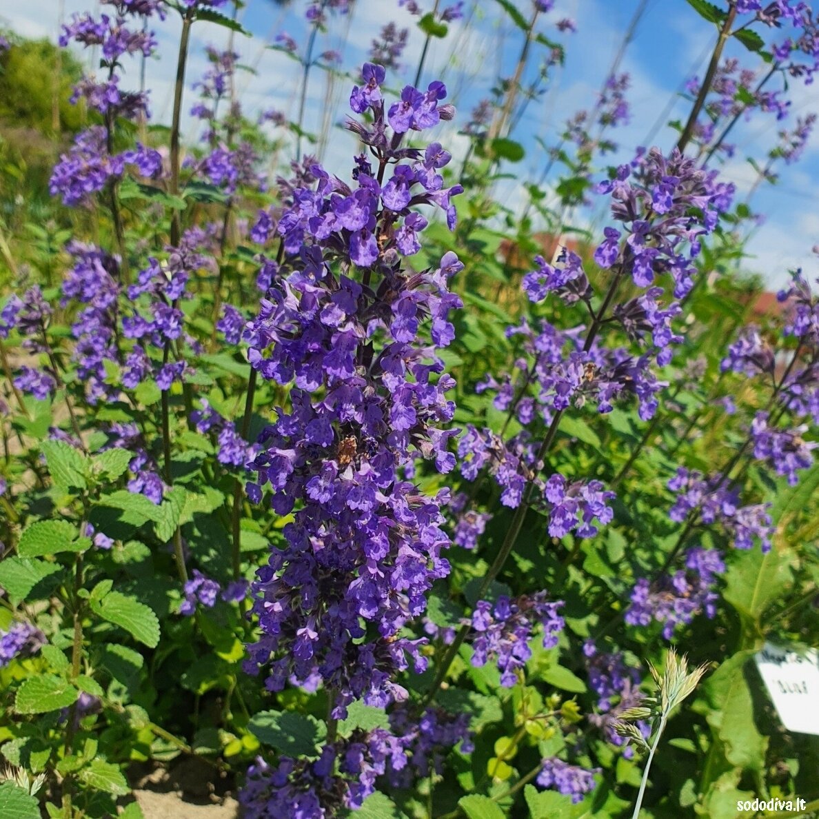 Katžolė ‘BLUE WONDER‘ Katžolė ‘BLUE WONDER‘