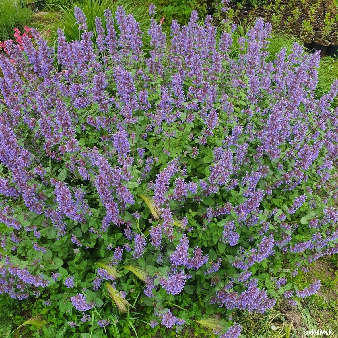 Katžolė 'SUMMER MAGIC'