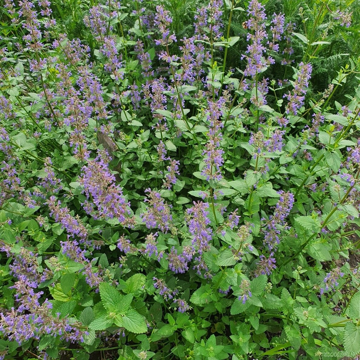 Katžolė 'SUMMER MAGIC' 4