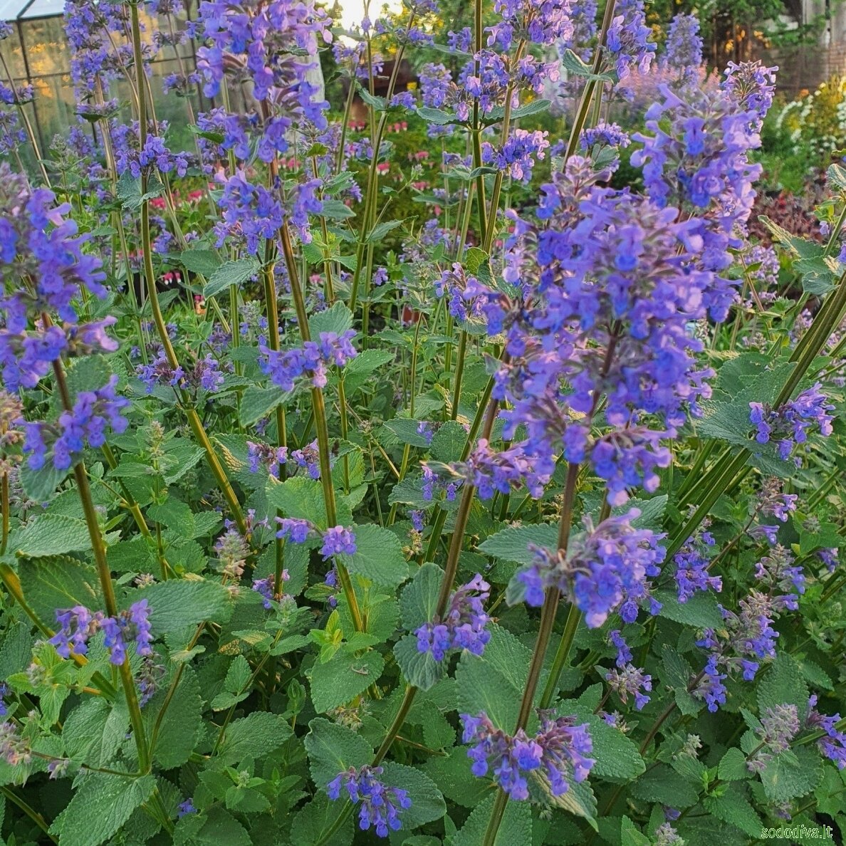Katžolė 'SUMMER MAGIC' 1