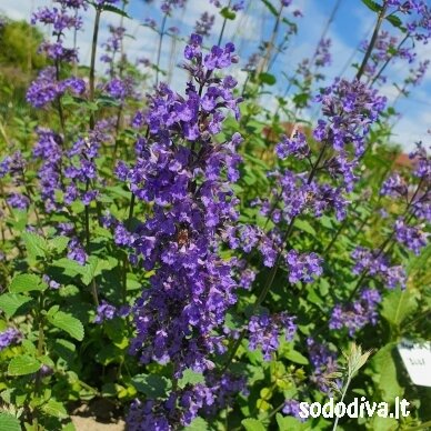 Katžolė ‘BLUE WONDER‘ Katžolė ‘BLUE WONDER‘