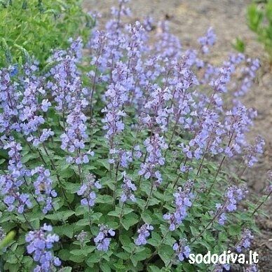 Katžolė ‘PURRSIAN BLUE‘ Katžolė ‘PURRSIAN BLUE‘