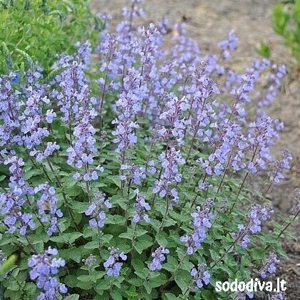 Katžolė ‘PURRSIAN BLUE‘ Katžolė ‘PURRSIAN BLUE‘