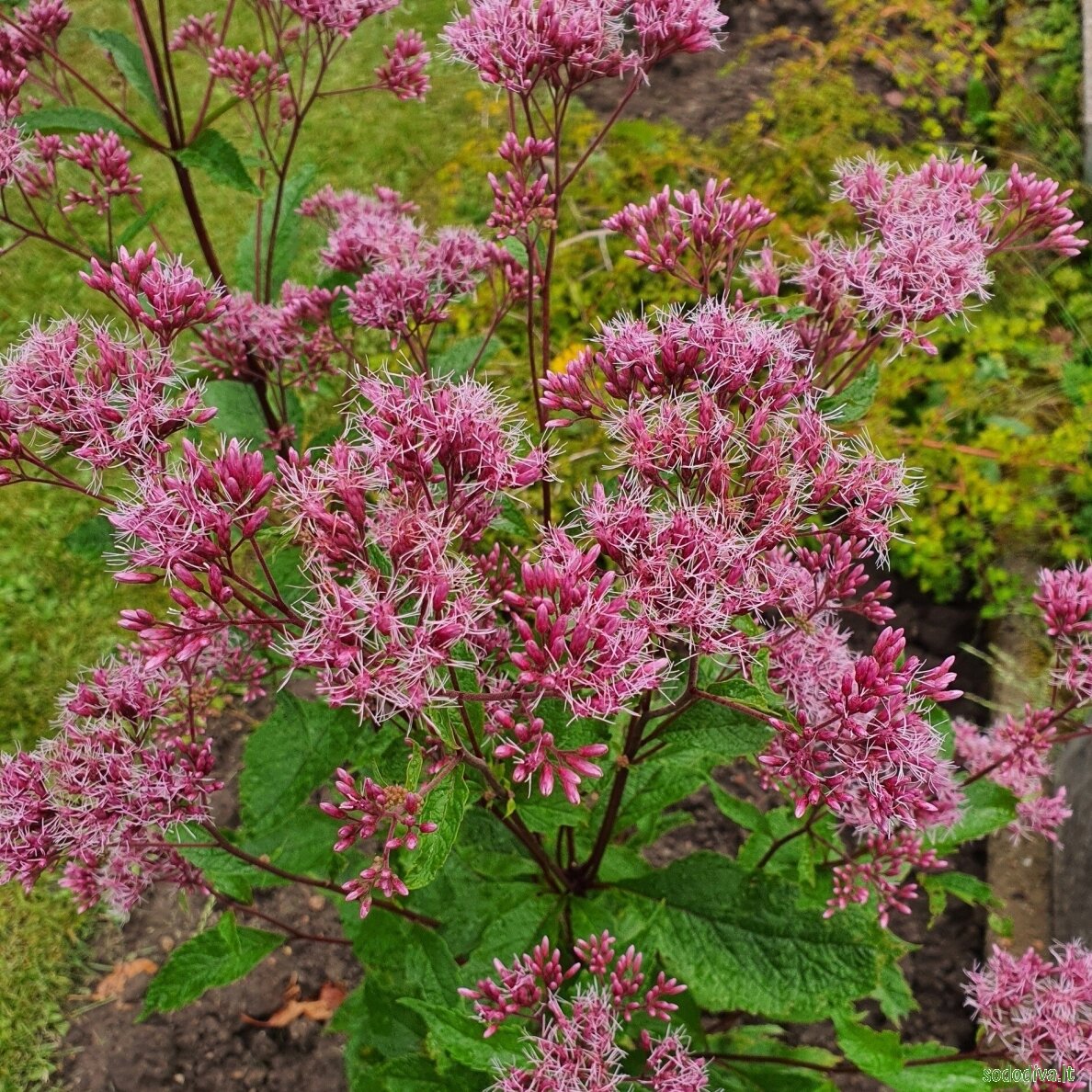 Kemeras dėmėtasis 'ARTROPURPUREUM' 1 Kemeras dėmėtasis 'ARTROPURPUREUM' 1