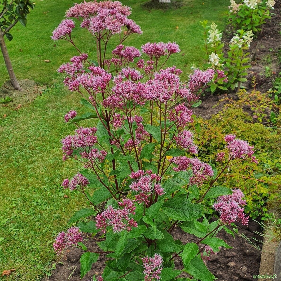 Kemeras dėmėtasis 'ARTROPURPUREUM' 4 Kemeras dėmėtasis 'ARTROPURPUREUM' 4