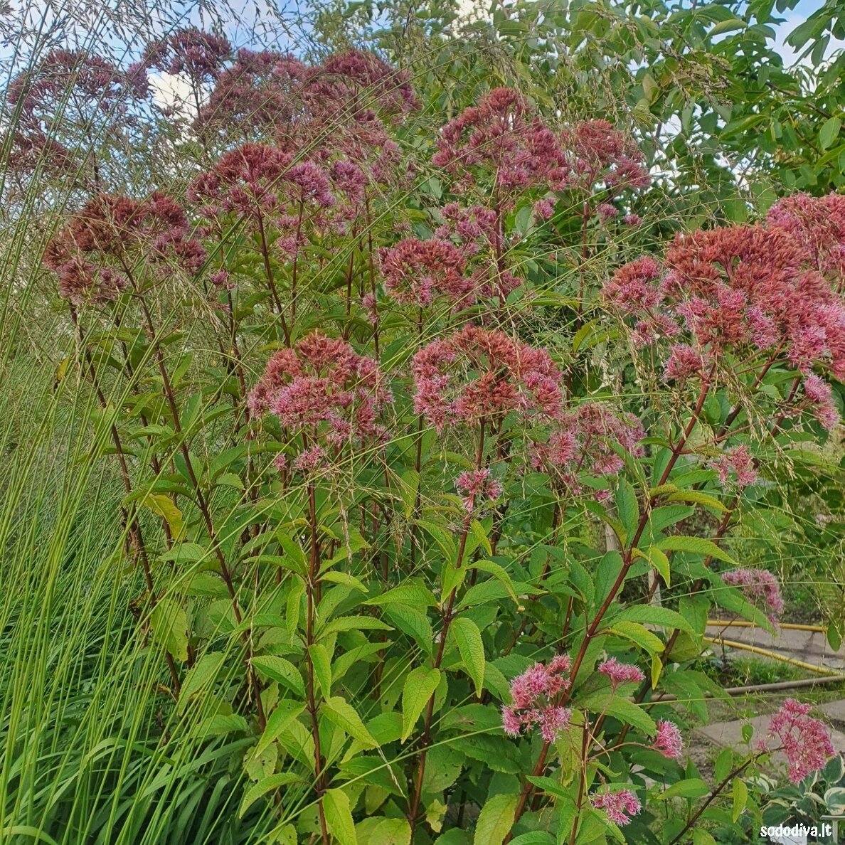 Kemeras dėmėtasis 'ARTROPURPUREUM' 3 Kemeras dėmėtasis 'ARTROPURPUREUM' 3