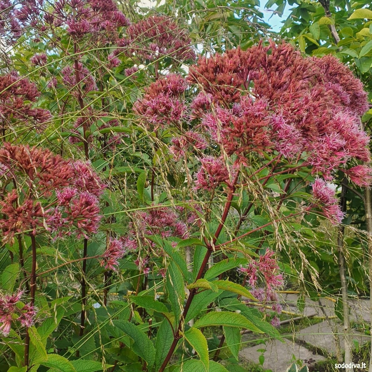 Kemeras dėmėtasis 'ARTROPURPUREUM' Kemeras dėmėtasis 'ARTROPURPUREUM'