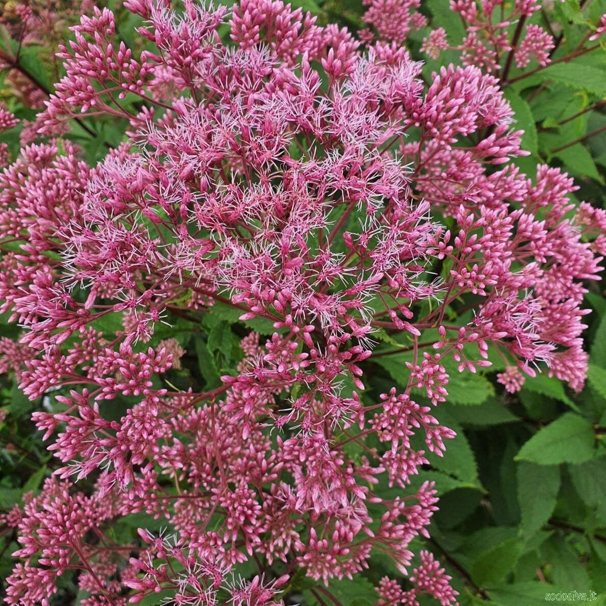 Kemeras dėmėtasis 'PURPLE BUSH' 1 Kemeras dėmėtasis 'PURPLE BUSH' 1