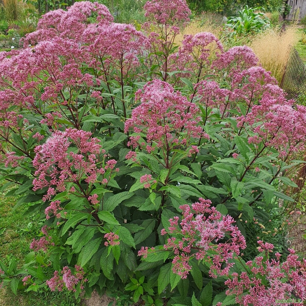 Kemeras dėmėtasis 'PURPLE BUSH' Kemeras dėmėtasis 'PURPLE BUSH'