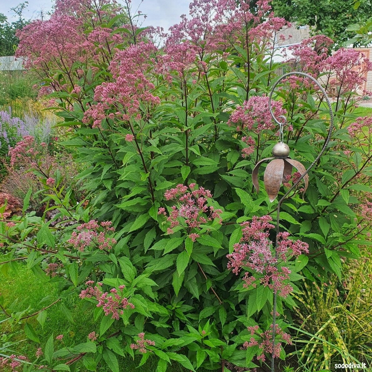 Kemeras dėmėtasis 'PURPLE BUSH' 3 Kemeras dėmėtasis 'PURPLE BUSH' 3