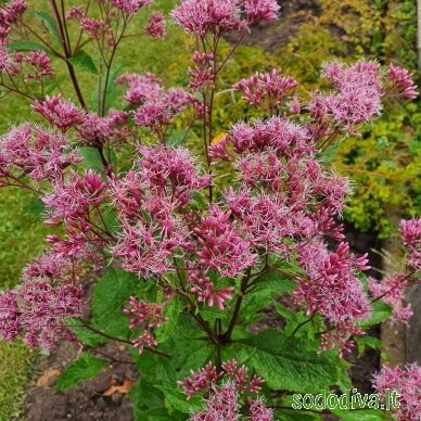Kemeras dėmėtasis 'ARTROPURPUREUM' 1 Kemeras dėmėtasis 'ARTROPURPUREUM' 1