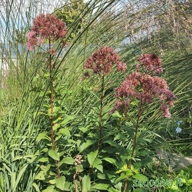 Kemeras dėmėtasis 'ARTROPURPUREUM' 2 Kemeras dėmėtasis 'ARTROPURPUREUM' 2