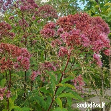 Kemeras dėmėtasis 'ARTROPURPUREUM' Kemeras dėmėtasis 'ARTROPURPUREUM'