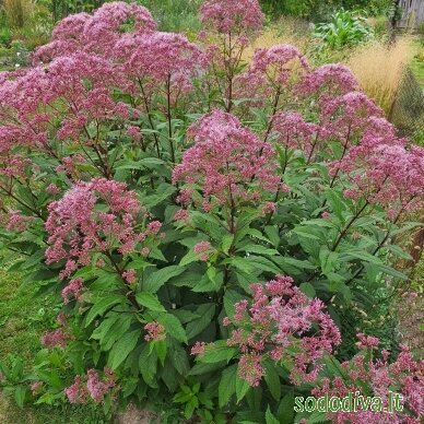 Kemeras dėmėtasis 'PURPLE BUSH' Kemeras dėmėtasis 'PURPLE BUSH'
