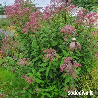 Kemeras dėmėtasis 'PURPLE BUSH' 3 Kemeras dėmėtasis 'PURPLE BUSH' 3