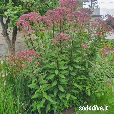 Kemeras dėmėtasis 'PURPLE BUSH' 4 Kemeras dėmėtasis 'PURPLE BUSH' 4