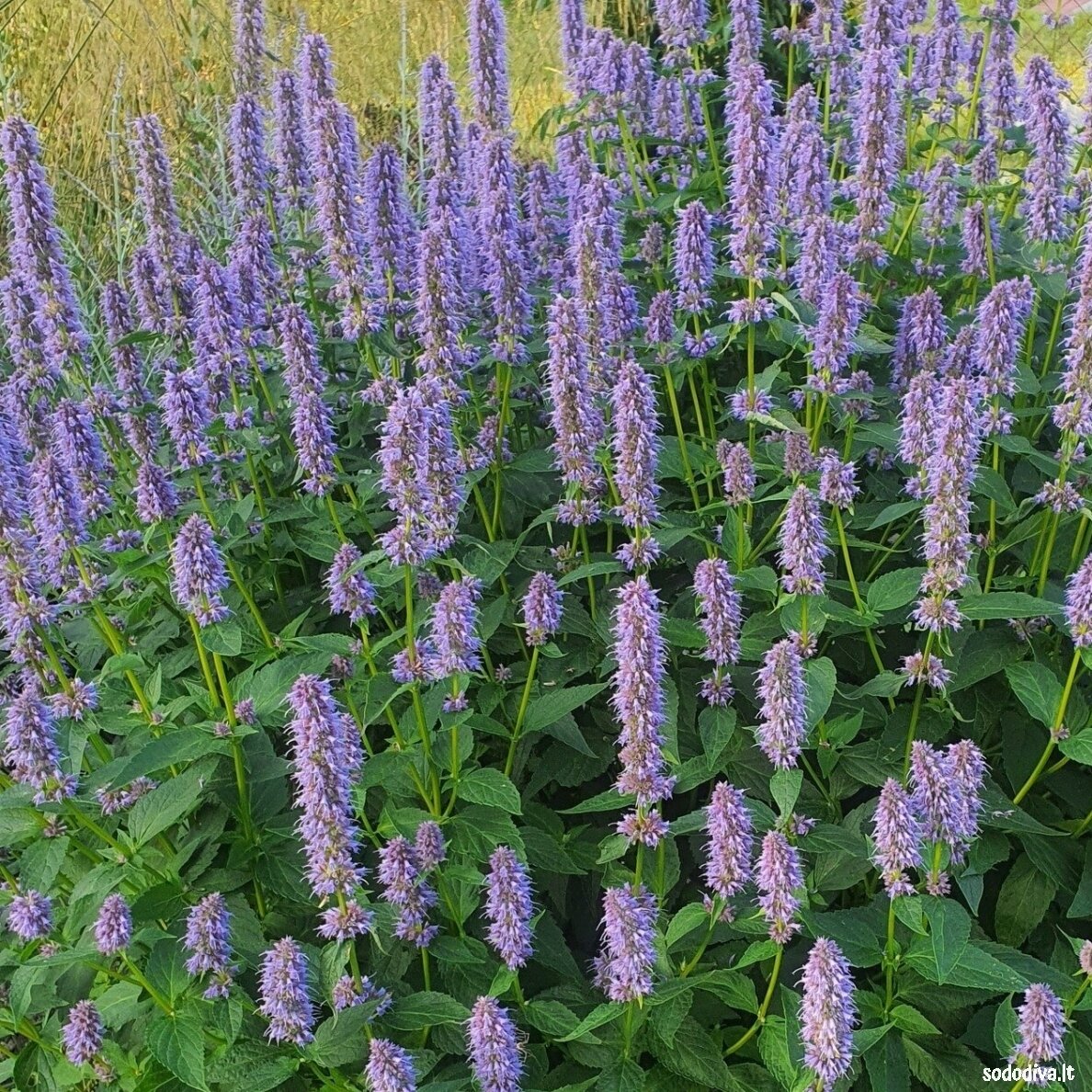 Kinmėtė (Lofantas) 'BLUE FORTUNE' 2