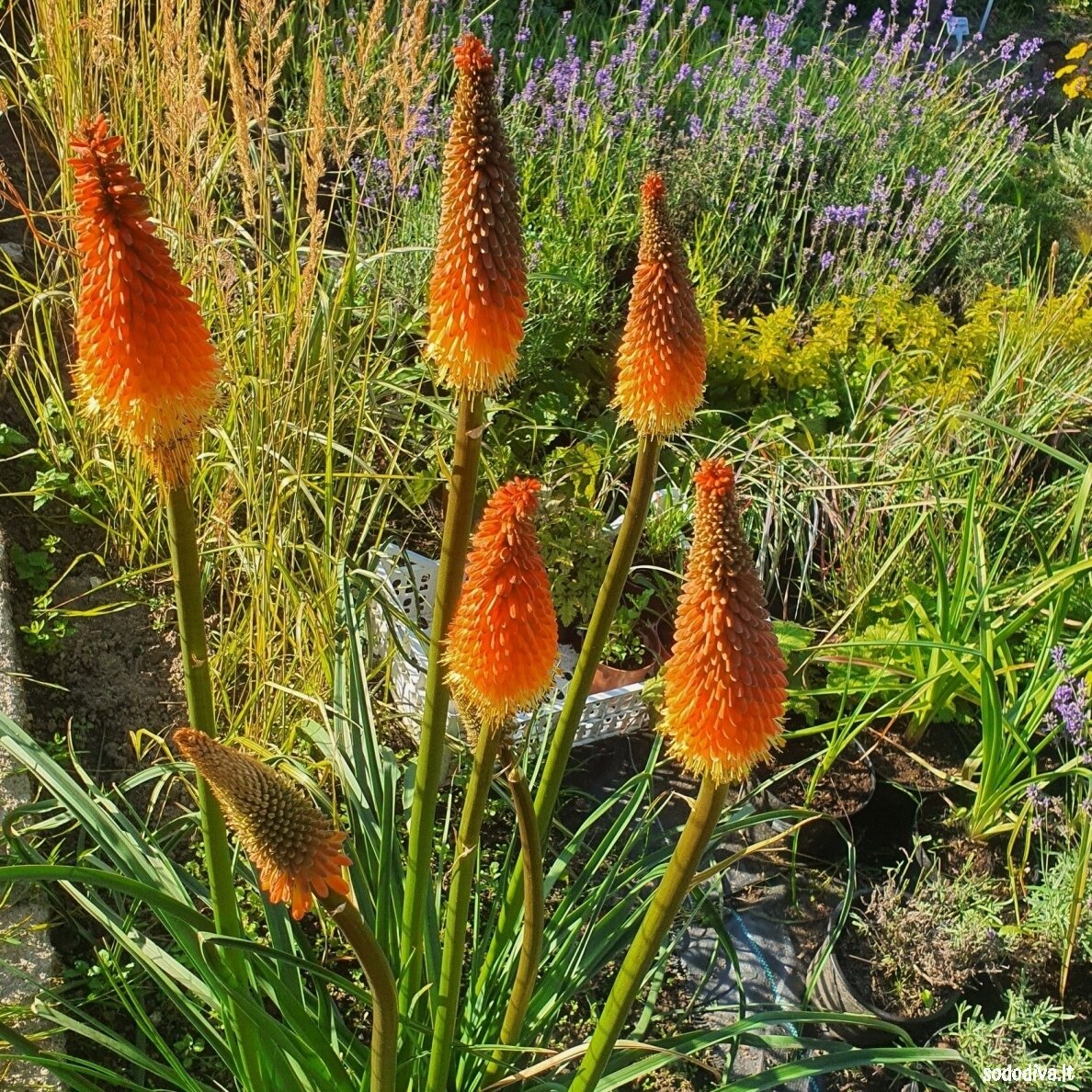 Knipofija 'ALCAZAR' 1