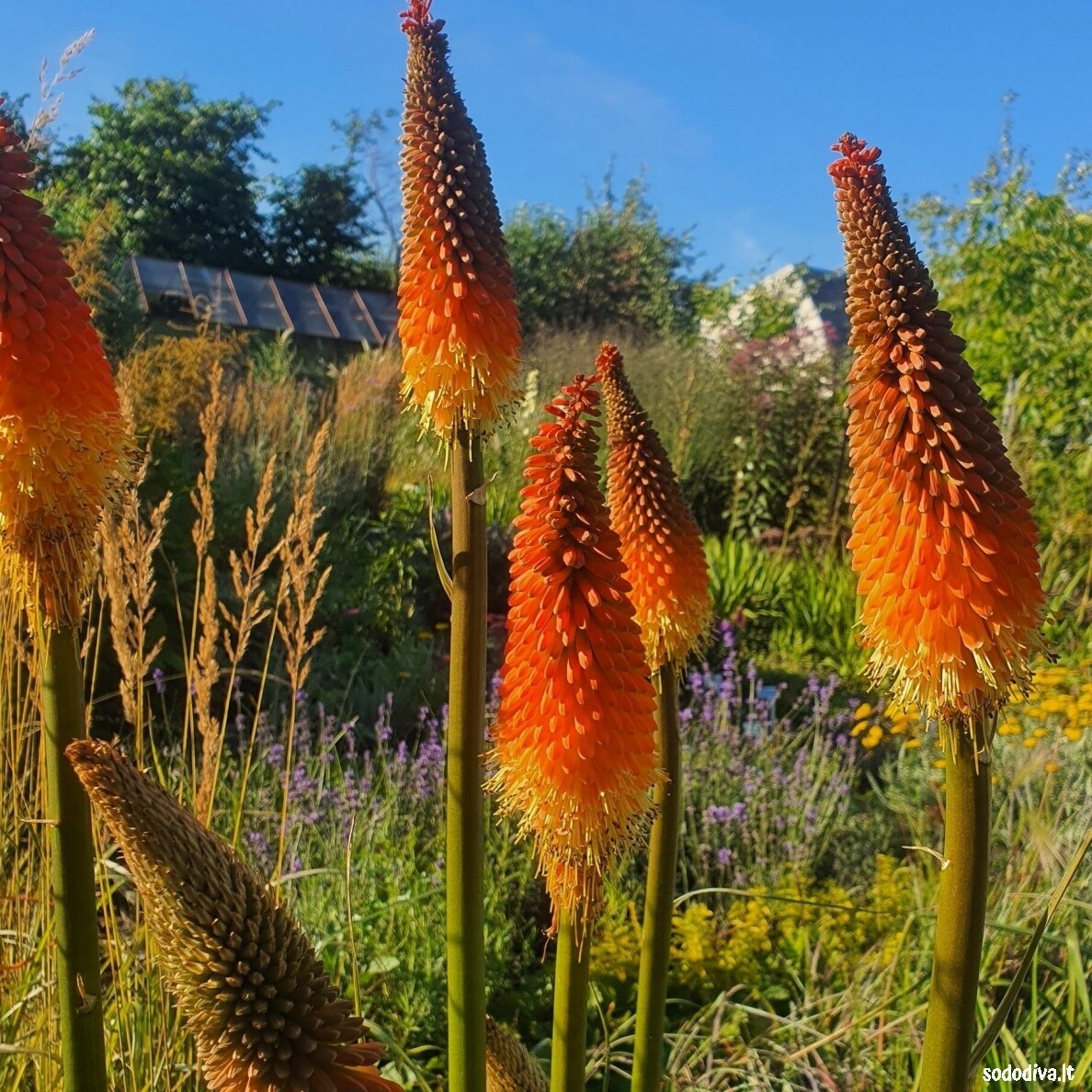 Knipofija 'ALCAZAR'