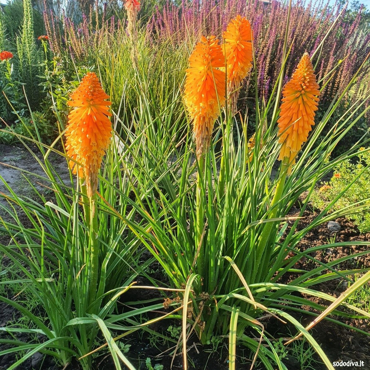 Knipofija ‘ORANGE BLAZE‘ 1 Knipofija ‘ORANGE BLAZE‘ 1