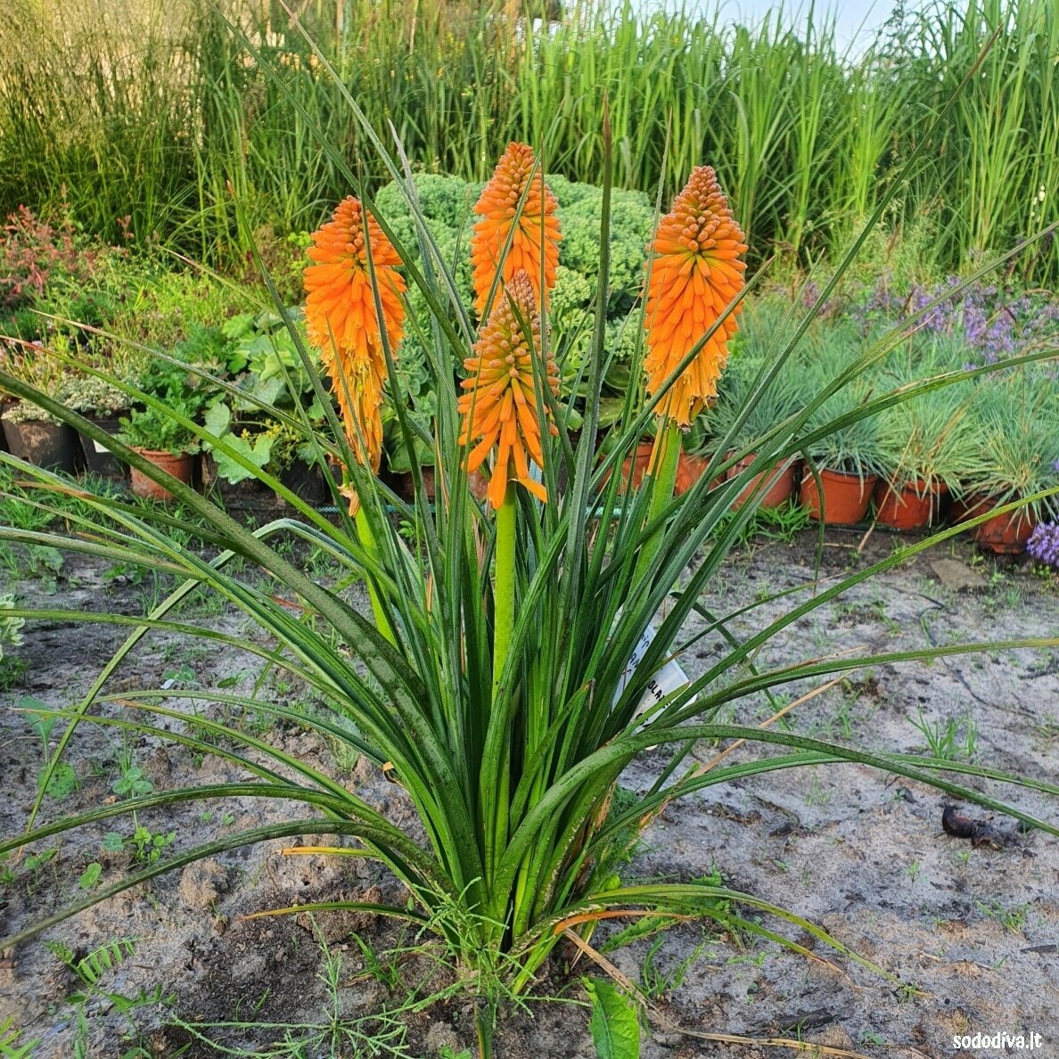 Knipofija ‘ORANGE BLAZE‘ Knipofija ‘ORANGE BLAZE‘