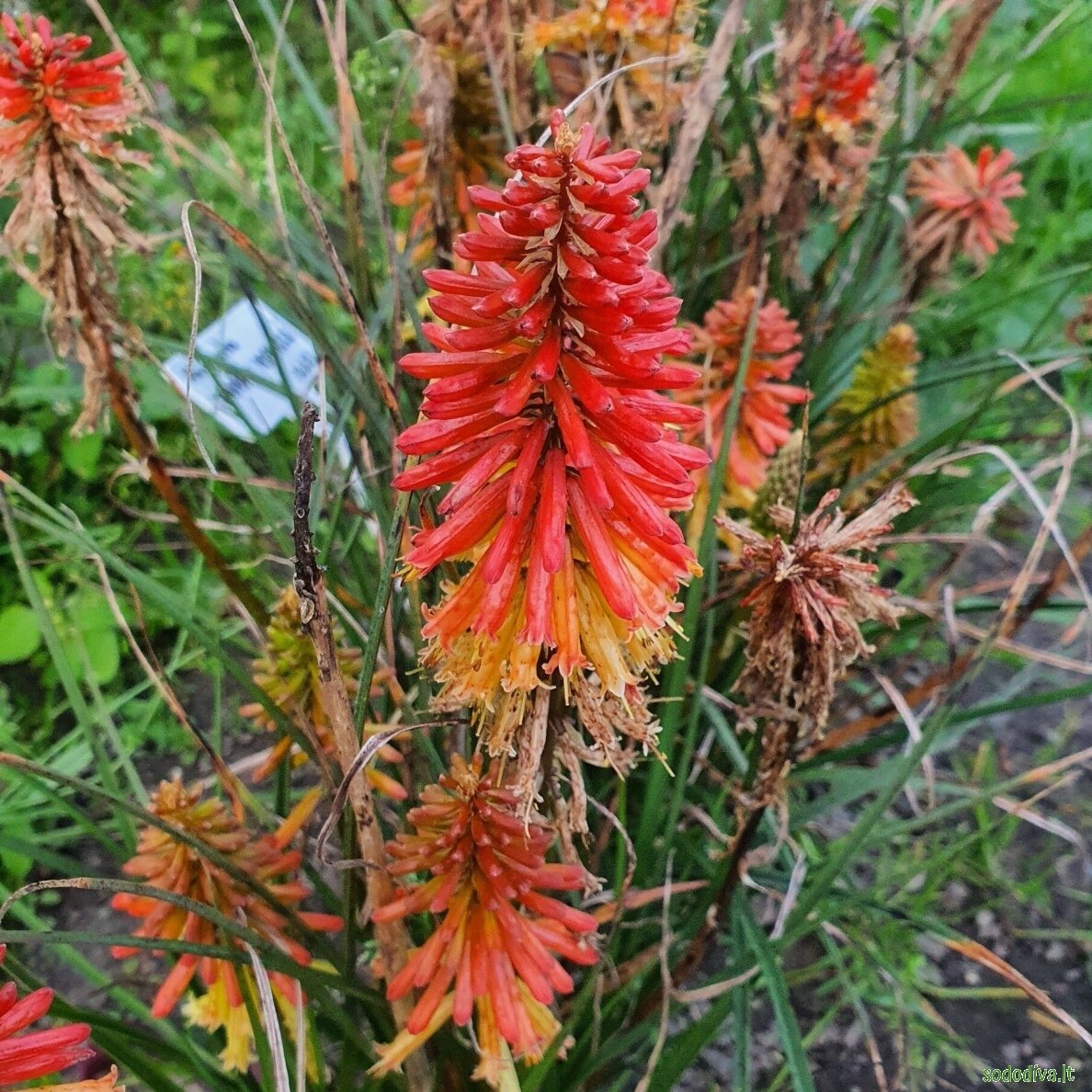 Knipofija 'PAPAYA POPSICLE' 6