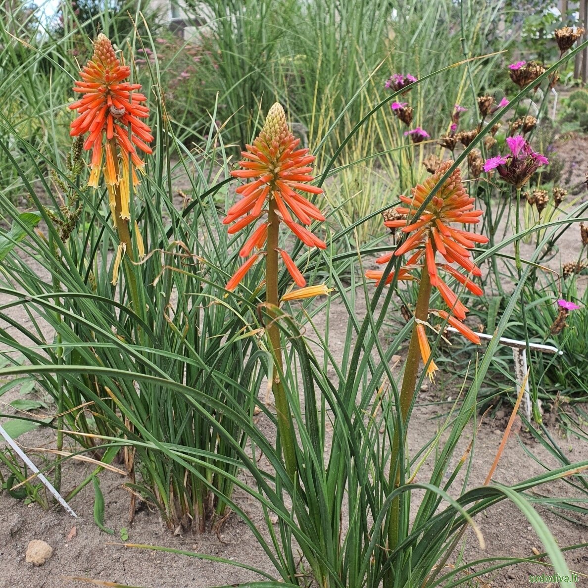Knipofija 'PAPAYA POPSICLE' 5