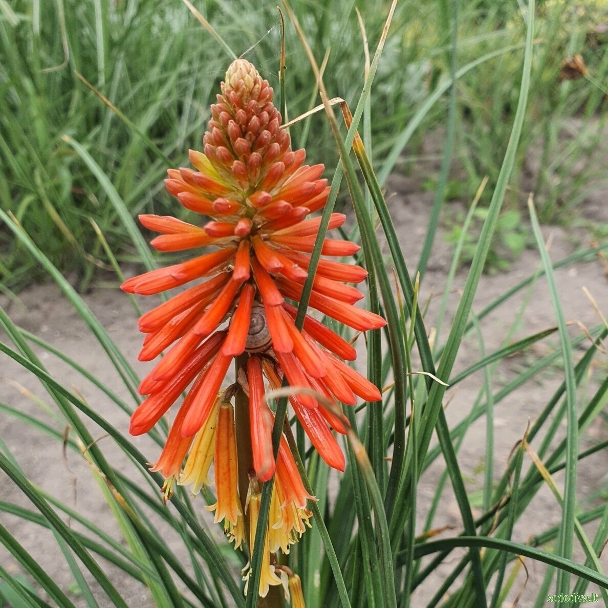 Knipofija 'PAPAYA POPSICLE' 3