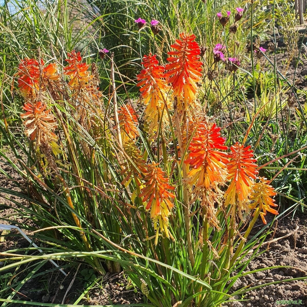Knipofija 'PAPAYA POPSICLE' 1